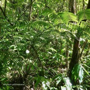 Athyrium arborescens.( Diplazium arborescens).athyriaceae.endémique Madagascar Comores Mascareignes..jpeg